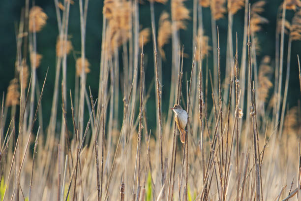 bird sit among the dry reeds, wildlife
