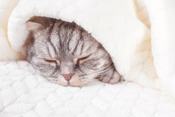 istock Cozy cute warm home concept with a pet 1295950760
