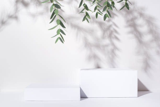 White background for cosmetic products. White background for cosmetic products. Rectangular podiums with the shadow of the branches of the eucalyptus. eucalyptus tree photos stock pictures, royalty-free photos & images