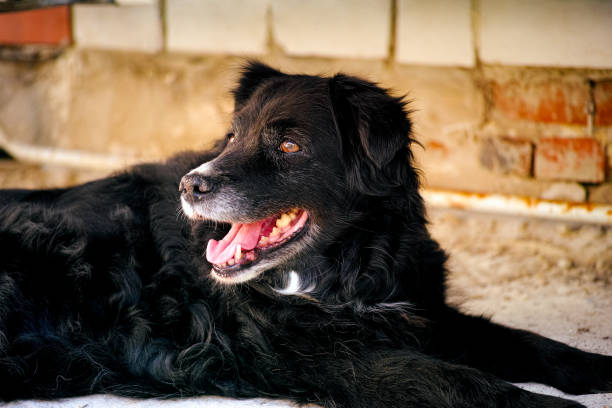 istock Black dog lying down outdoors. 1295951111