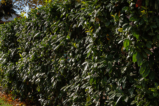 Hedge of Prunus laurocerasus shrubs, also known as cherry laurel, common laurel, and sometimes English laurel in landscaped public park in downtown Sochi. Black Sea coast of Caucasus. Late fall.