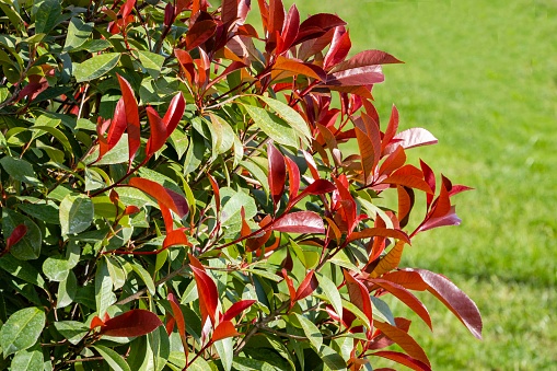 Beautiful red and green leaves of Photinia fraseri 'Red Robin' bush on blurred background of green grass. Selective focus. Close-up. Landscape park in center of Sochi in late autumn.