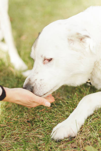 istock Dog on the lawn 1295952509