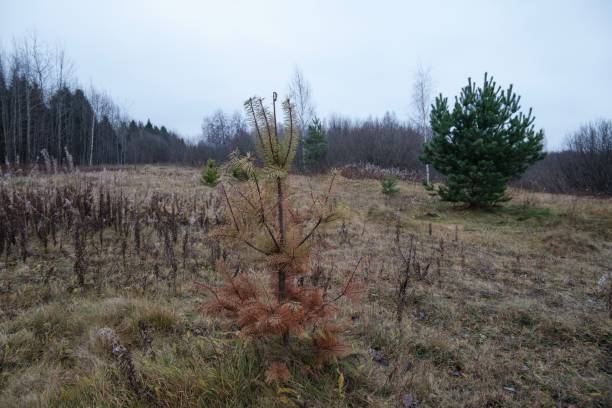 istock Young spruce in the autumn forest in cloudy weather 1295952545