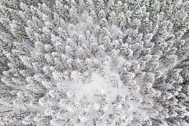 istock Aerial view of forest covered with snow 1295952771