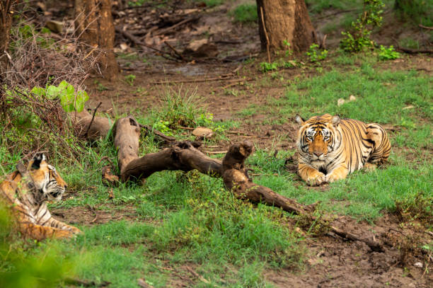 dzikie tygrysy bengalskie lub para godowa z radiem kołnierzykiem w nauralzie zielonych drzew tle po przywróceniu tygrysa w ramach projektu tiger programu w sariska parku narodowego lub lasu radasthan indii - bengal tiger audio zdjęcia i obrazy z banku zdjęć