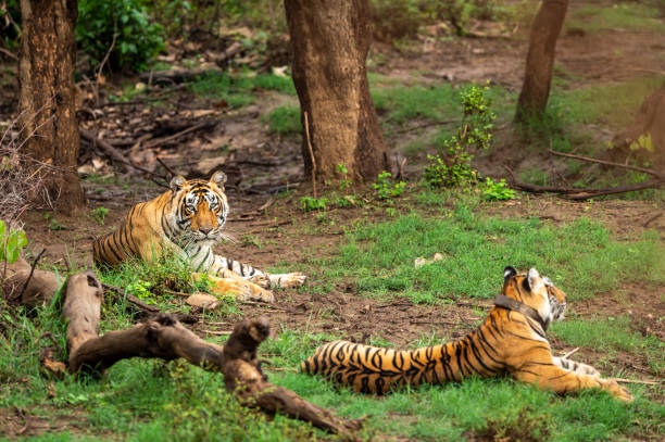 dzikie tygrysy bengalskie lub para godowa z radiem kołnierzykiem w nauralzie zielonych drzew tle po przywróceniu tygrysa w ramach projektu tiger programu w sariska parku narodowego lub lasu radasthan indii - bengal tiger audio zdjęcia i obrazy z banku zdjęć