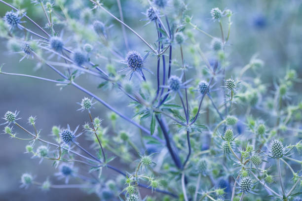 istock Summer background with flowers and plants 1295954397
