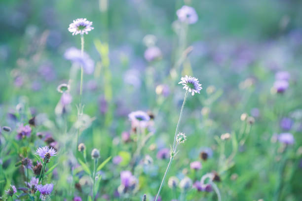 Summer background with blooming flowers on the meadow