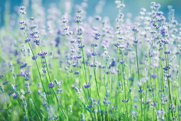 istock Summer background with flowers and plants 1295954570