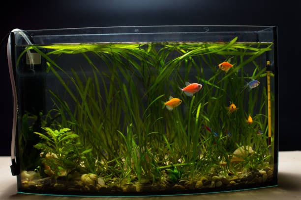 istock Aquarium filled with fish and plants 1295955908