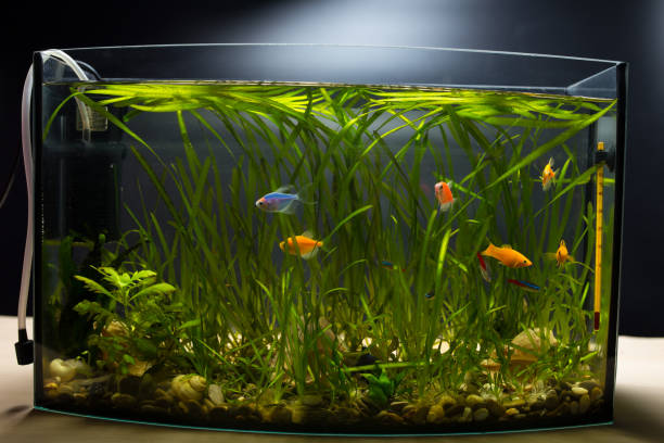 istock glofish in aquarium. Little aquarium on black background 1295955909