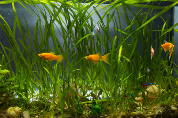 istock Aquarium wtih plants anf colored fishes 1295955925