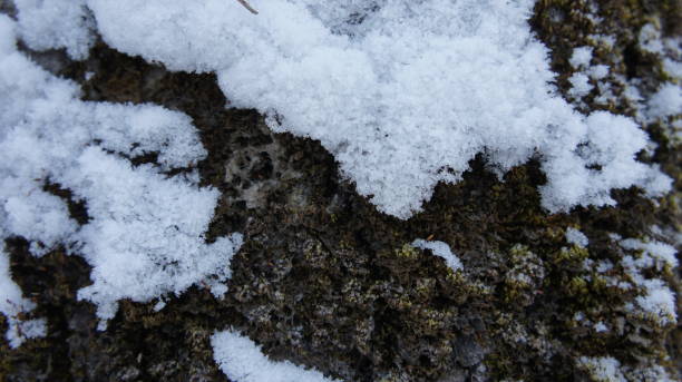 istock Snow on the bark of an old tree, bark of a coniferous tree 1295955931