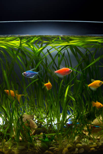 istock Aruarium fish. GloFish colored 1295956483