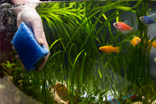 Hand with sponge cleaning aquarium with plans and fish.