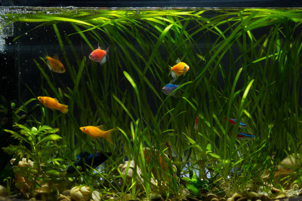 istock Beautiful aquarium with fish. Caring about aquarium at home 1295956513