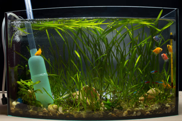 istock siphone to pump a water from aquarium. Change water in aquarium 1295956556