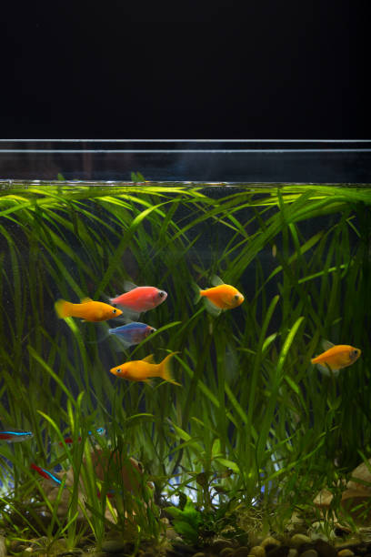 istock Aquarium Glofish. Aquarium with fish and plants 1295956594