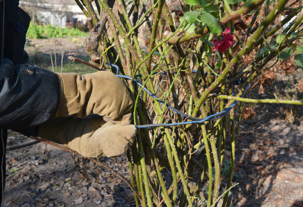 A gardener in protective gloves is tying up a hardy shrub roses with a wire or twine to prepare roses for winterizing by wrapping the canes in burlap, straw and fallen leaves. A gardener in protective gloves is tying up a hardy shrub roses with a wire or twine to prepare roses for winterizing by wrapping the canes in burlap, straw and fallen leaves. winterizing stock pictures, royalty-free photos & images