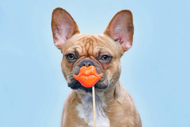 Red fawn French Bulldog dog with orange kiss lips photo prop in front of mouth Red fawn French Bulldog dog with orange kiss lips photo prop in front of mouth on blue background kissing on the mouth stock pictures, royalty-free photos & images
