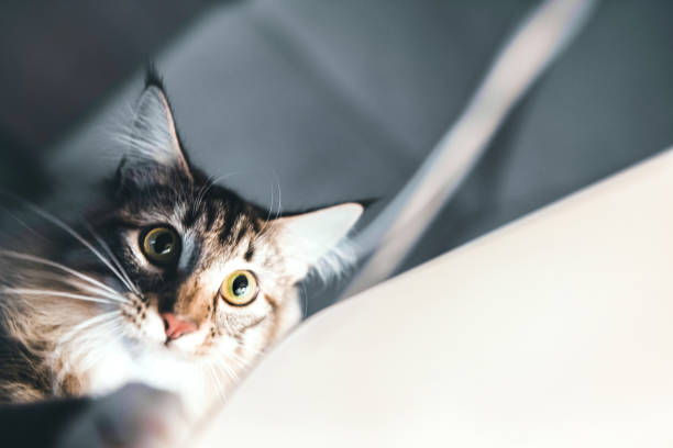 istock curious young norwegian forest cat playing with cord 1295958539