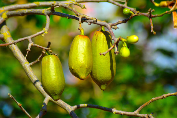 istock Fruits of Silk floss tree - close up 1295958850