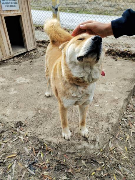 istock Dog Animal 1295960050