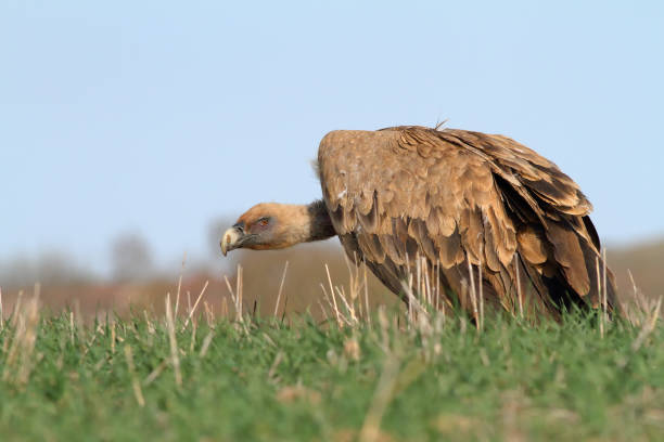 griffon vulture (gyps fulvus) - griffon vulture imagens e fotografias de stock