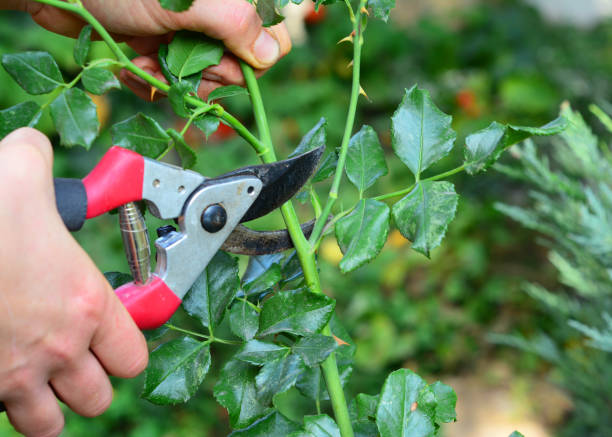 A gardener is cutting a rose bush using pruning shears to encourage rose blooming. A gardener is cutting a rose bush using pruning shears to encourage rose blooming. prune stock pictures, royalty-free photos & images