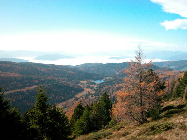 istock larch trees on a sunny autumn day 1295962785