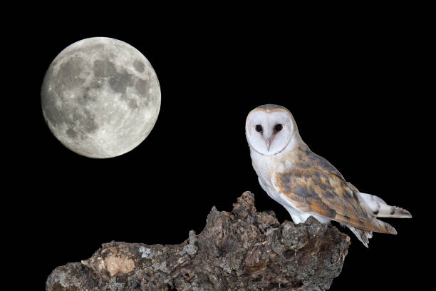 istock The white owl and the full moon 1295962835