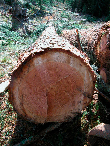 istock trunk of a larch tree after felling 1295962872