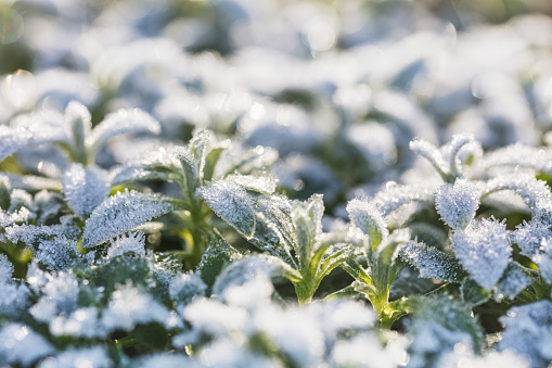Winter landscape with frozen plants in a snowdrift, close up photo with selective soft focus