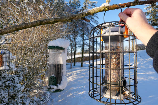 Feeding the birds in winter