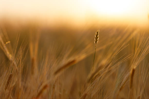 istock many spikelets of wheat one stands out for being in sharp focus. blurred background 1295968006