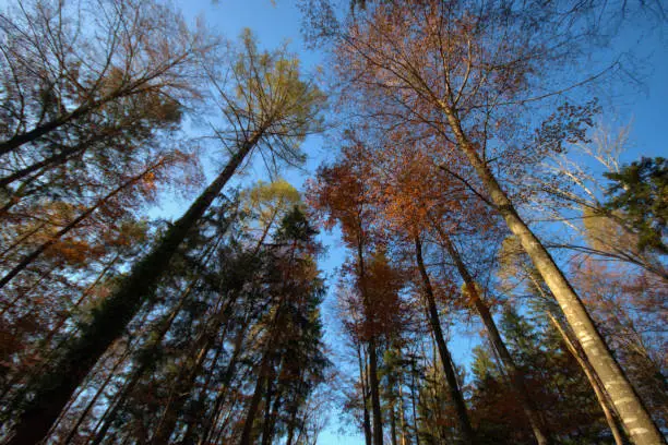 Incredible beautiful colors in the forest in Planken in Liechtenstein November 11,2020