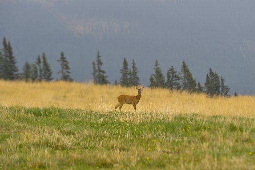 deer grazing on a meadow near the forest, wild animal