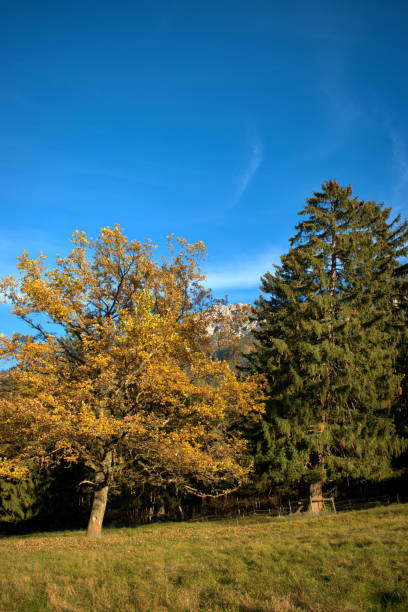 istock Go for a walk in a forest in Schaan in Liechtenstein 14.11.2020 1295969752