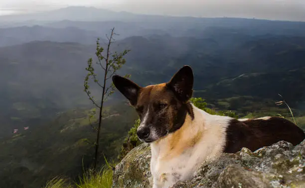 dog resting after climbing the mountain