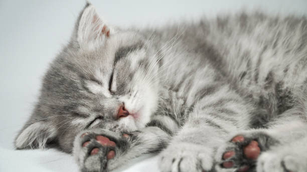 istock Funny little gray fold scottish kitten kitty sleeping on a white background. 1295971432