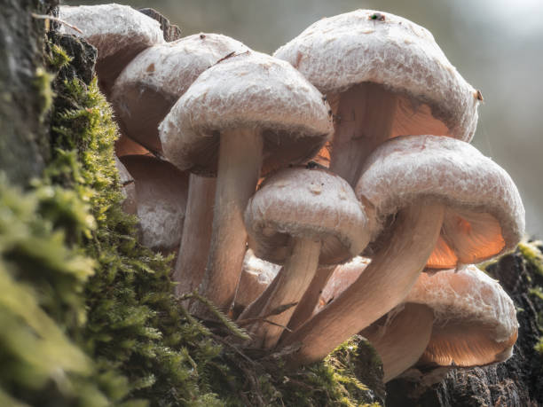 View under the caps of mushrooms whose hats glow orange in the light. A group of mushrooms grows on an old tree trunk in the moss. The caps are illuminated by light. marasmius siccus stock pictures, royalty-free photos & images