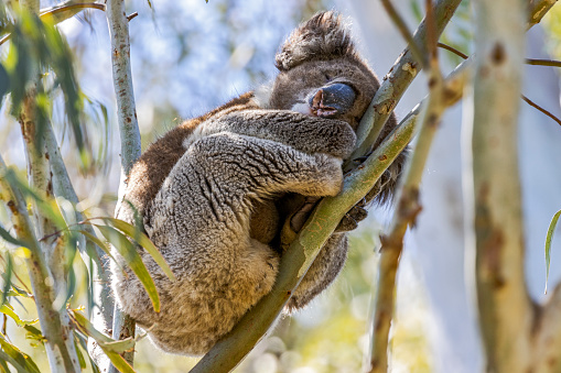 Cute Male Koala sleeps curled up and wedged safely in thin, slender gum tree (eucalyptus) branches - it doesn't look either safe or comfortable! Free, in the wild, not in a zoo or animal park.