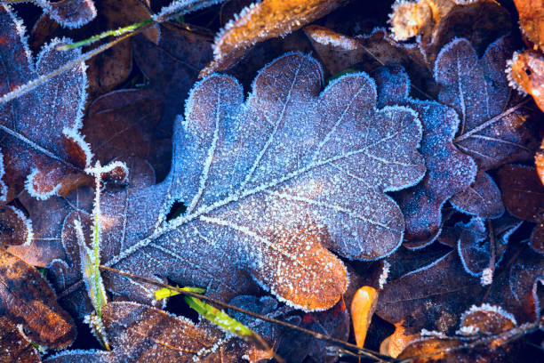 istock Nice frozen autumn leafs 1295972528