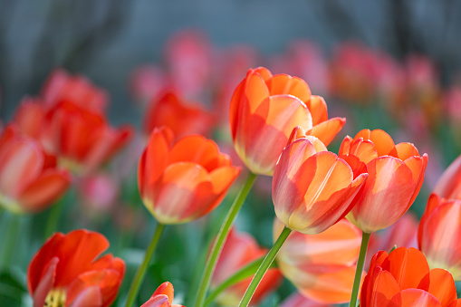 Macro photography is red with a yellow interior. Red Tulip Flower macro with petal texture background pattern.