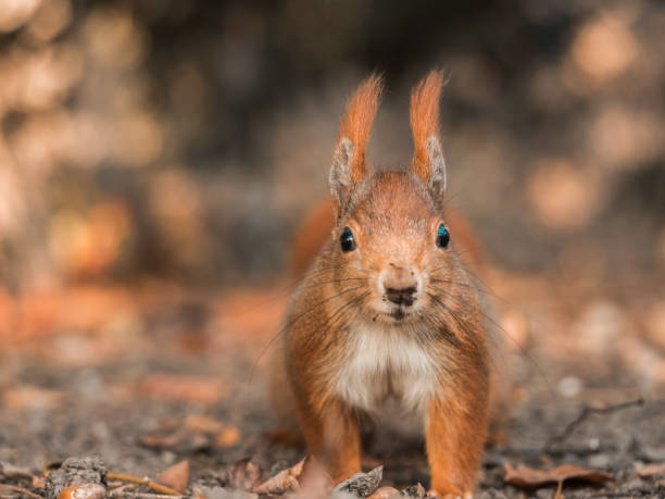 istock Close-up of a squirrel looking interested into the camera. 1295973748