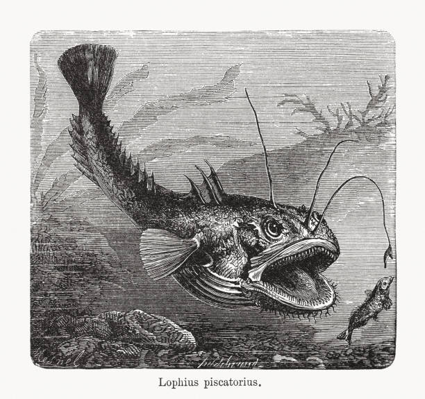 illustrations, cliparts, dessins animés et icônes de pêcheur (lophius piscatorius), gravure sur bois, publié en 1893 - anglerfish sea fish underwater