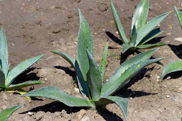 istock Green Aloe Vera plant outdoors.Texture or background 1295974156