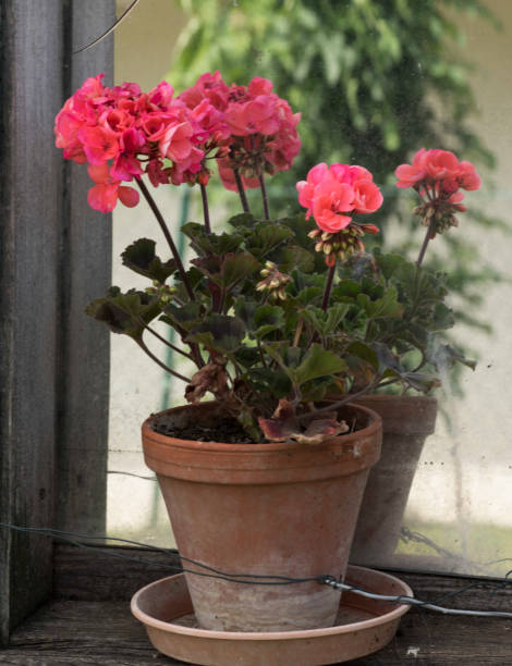 istock flowers in a flower pot 1295974197