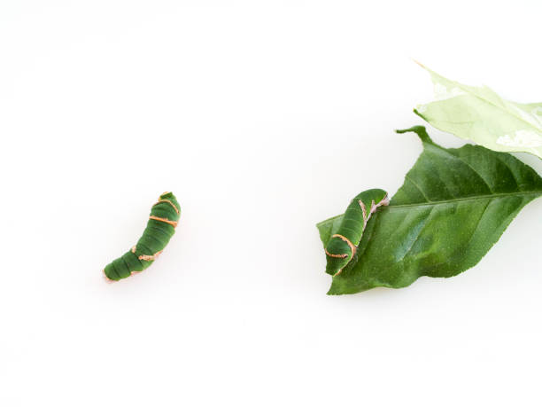 istock Caterpillars with leaves isolated on white background 1295975412